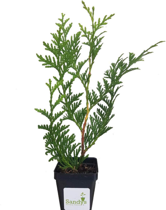 Thuja Green Giant Arborvitae Lot of 4, 3 Inch Pot
