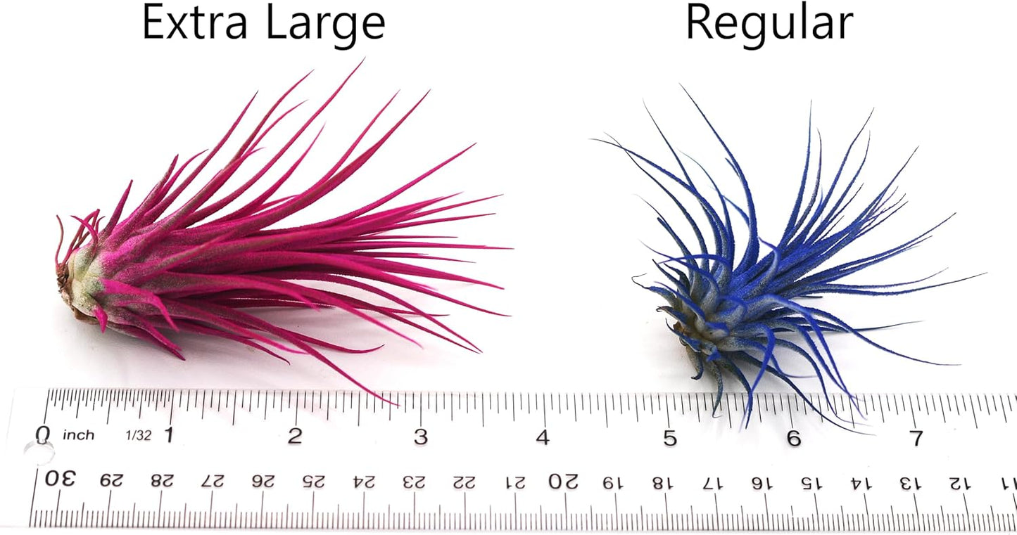 Dyed Tillandsia Ionantha Guatemala Enhanced Colored Colorful Air Plant Live Easy Care Indoor Outdoor Home Decor Gift Airplant by Awesome Industries Live Arrival Guaranteed (Purple)