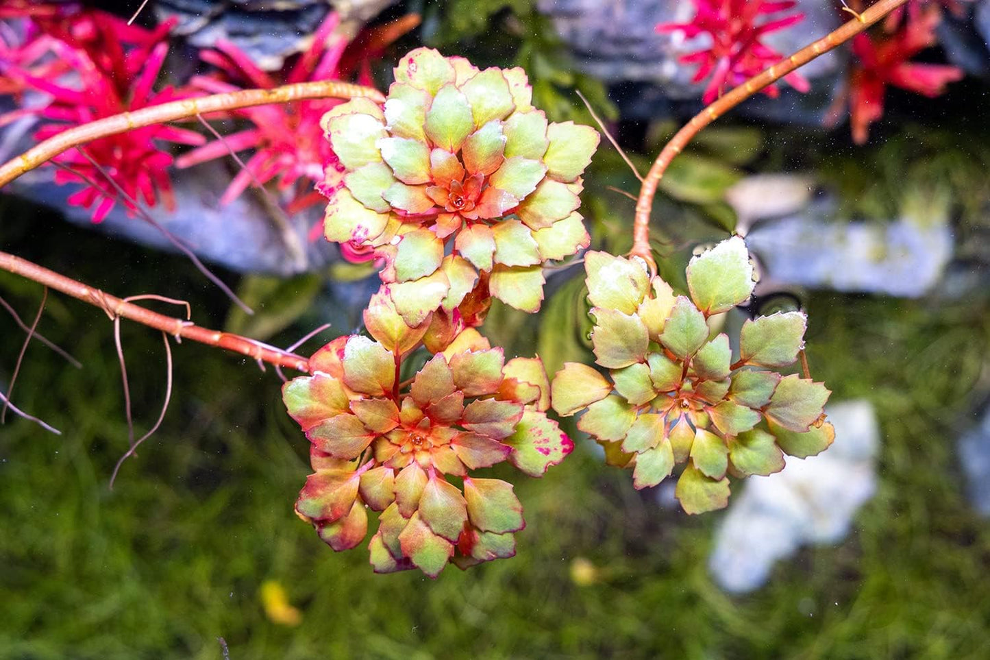 Live Aquarium Stem Plants - Freshwater Aquatic Plant for Fish Tanks, Aquascaping - (Nesaea Pedicellata Golden, 4 Bunches)