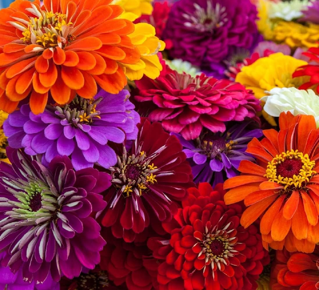 Zinnia Seeds for Planting – Non-GMO Heirloom Zinnia Flower Seeds – Full Instruction Packets to Plant in Your Home Outdoor Garden – Gardening Gift – 50 California Giant Zinnia Seeds (5 Packets)