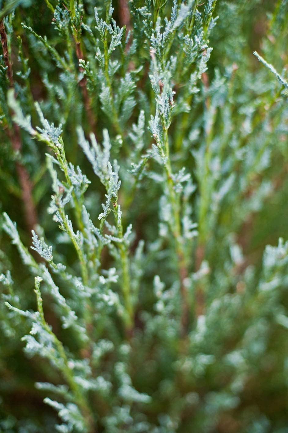 Skyrocket Juniper | 10 Live Plants | Juniperus Scopulorum | Evergreen Privacy Screen, Fast Growing Landscape Tree, Low Maintenance Garden, Ornamental Foliage, Drought Tolerant Plant