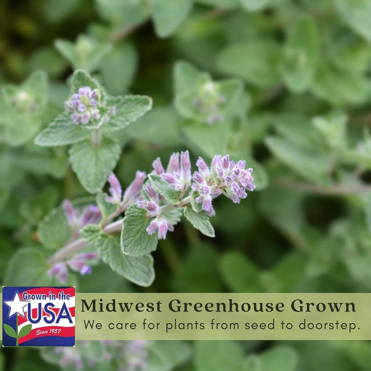Clovers Garden Catmint (Nepeta) Plants – Two (2) Live Plants – Non-GMO - Not Seeds - Each 4" to 8" Tall – in 4" Inch Pots – Natural Mosquito Plant - Hardy Flowering Perennial Herb, Pollinator Favorite