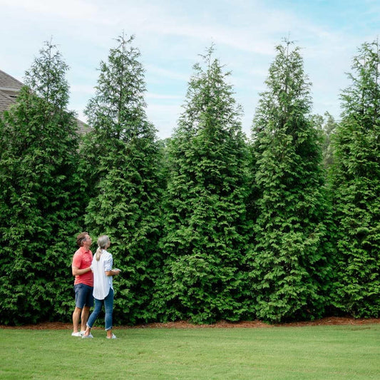Brighter Blooms - Thuja Green Giant, 3-4 Feet - Live Plant - No Shipping to AK, AZ, HI, OR