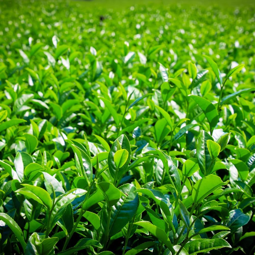 Camellia Sinensis Plants Live, Set 3 Plants, Live Tea Plant Tree from 5 to 7 Inches Tall