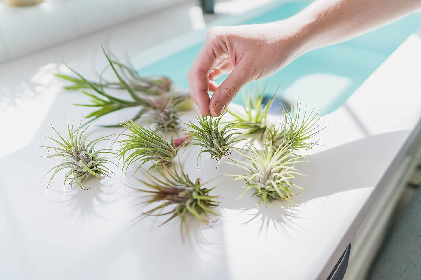 6 Grab Bag Pack Small & Medium Air Plants - Fertilizer Packet - Wholesale - Bulk - Live Tillandsia - Easy Care House Plant - Succulents