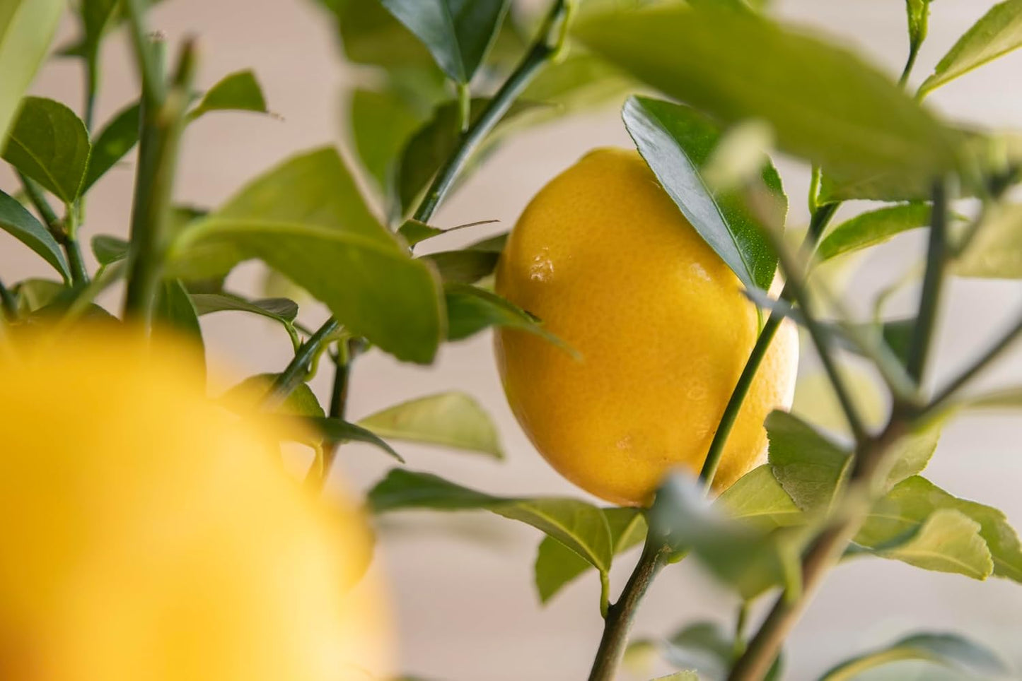 Meyer Lemon Tree Sympathy Gift, Live Dwarf Fruit Tree That Bears Juicy Lemons, The Perfect Memorial Gift by The Magnolia Company, No Shipping to TX, LA, AZ, AL, CA