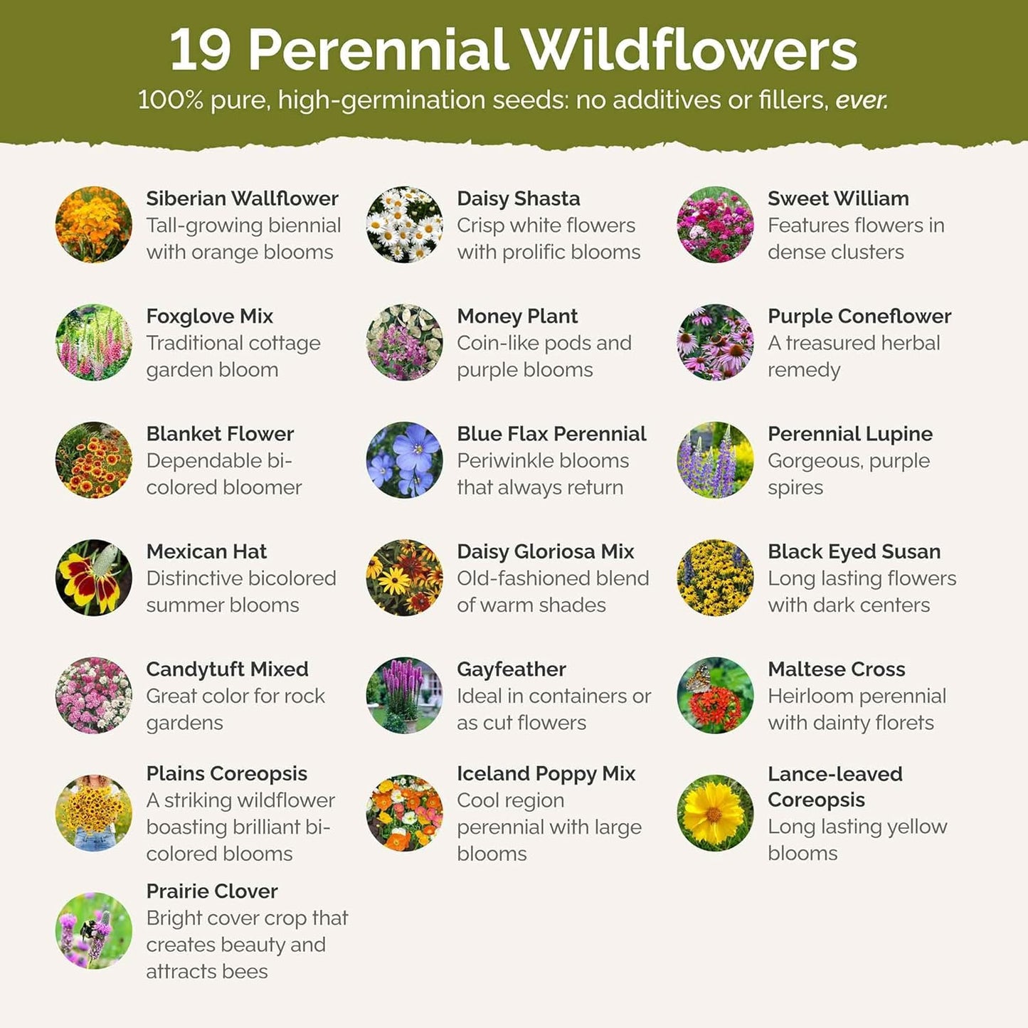 Eden Brothers All Perennial Wildflower Mixed Seeds for Planting, 25 lb, 12,000,000+ Seeds with Lupine, Shasta Daisy | Attracts Pollinators, Plant in Spring or Fall, Zones 3, 4, 5, 6, 7, 8, 9, 10