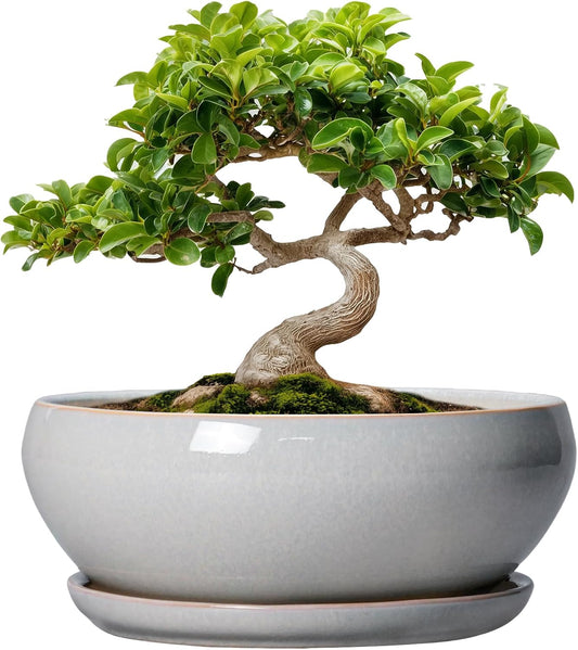 SQOWL Bonsai Tree Pots - 8 Inch Ceramic Plant Pots for Succulents, Shallow Planter with Drainage Hole and Saucer, Round Planter Indoor Outdoor, Bowl Planters, Home Decor, Gift for Plant Lover, Gray