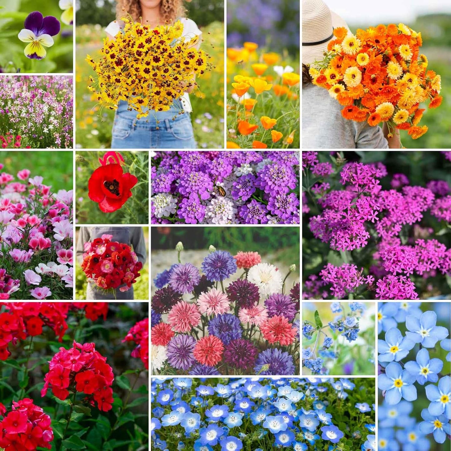 Eden Brothers Shorty Low Grow Wildflower Mixed Seeds for Planting, 5 lb, 2,400,000+ Seeds with Calendula, Cornflower | Attracts Pollinators, Plant in Spring or Fall, Zones 3, 4, 5, 6, 7, 8, 9, 10