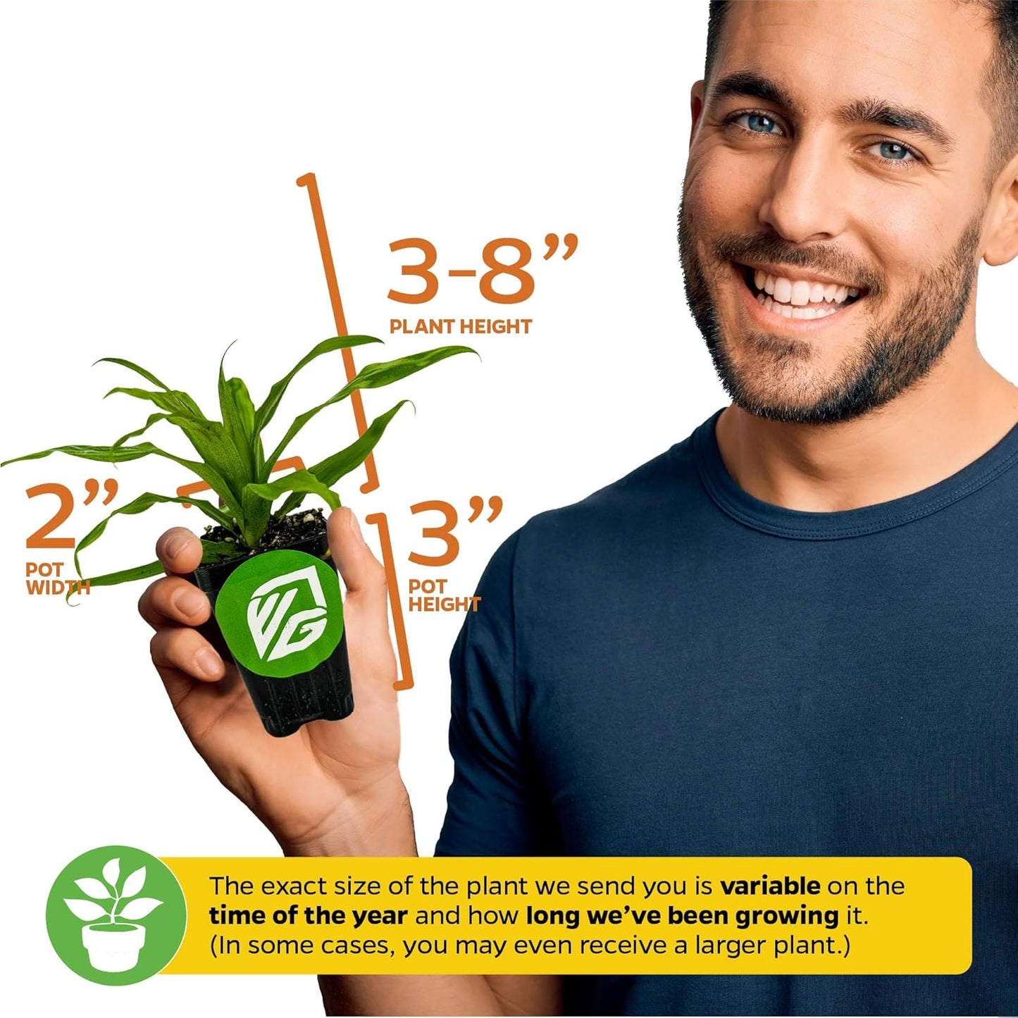 Florida Special Pineapple Live Plant - Ananas Comosus - Wellspring Gardens Starter Plant - Ideal Pineapple Plant Live Easy to Grow Starter Plant Great for Outdoor and Patio Planting Growth Potential