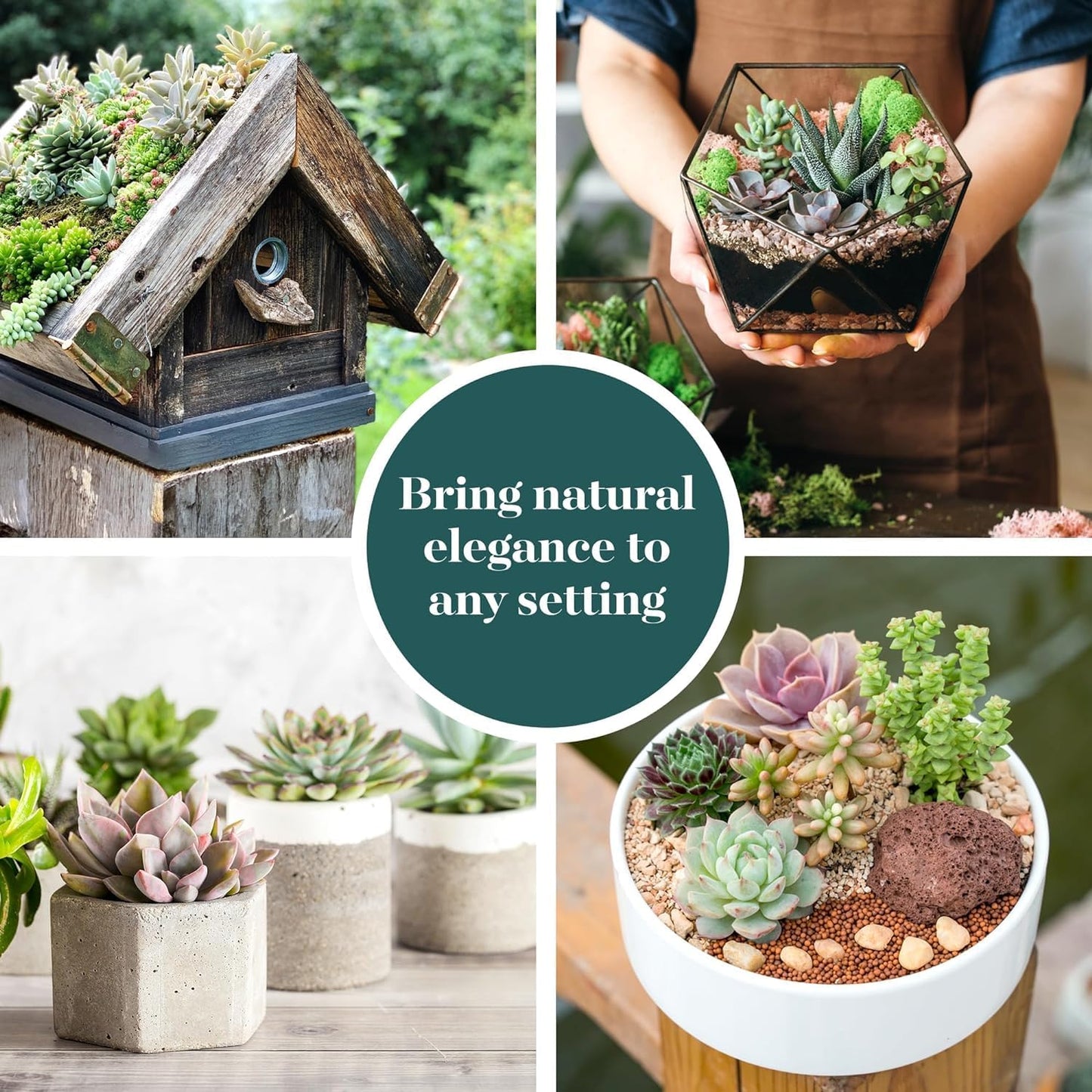 Shop Succulents Assorted Succulent Plant Pack Collection - Live Mini Succulent Plants, Low Maintenance, Mixture of Colors & Textures - Wedding and Party Favors, Gift & Garden, Pack of 32