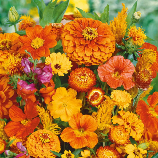 Eden Brothers Orange You Glad Flower Mixed Seeds for Planting, 1/4 lb, 120,000+ Seeds with Dahlia, Double Strawflower | Attracts Pollinators, Plant in Spring or Fall, Zones 3, 4, 5, 6, 7, 8, 9, 10