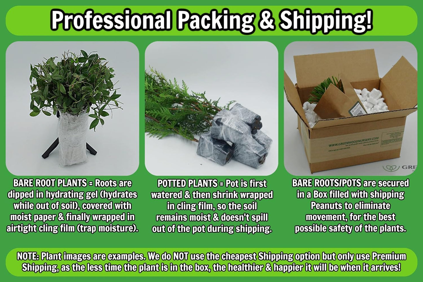 Greenwood Nursery: Live Perennial Plants - Phenomenal Lavender + Lavandula x Intermedia - [Qty: 10x Pint Pots] - (Click for Other Available Plants/Quantities)