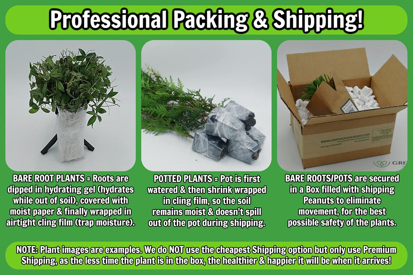 Greenwood Nursery: Live Perennial Plants - Firewitch + Dianthus Gratianopolitanus - [Qty: 5X 3.5 Pots] - (Click for Other Available Plants/Quantities)