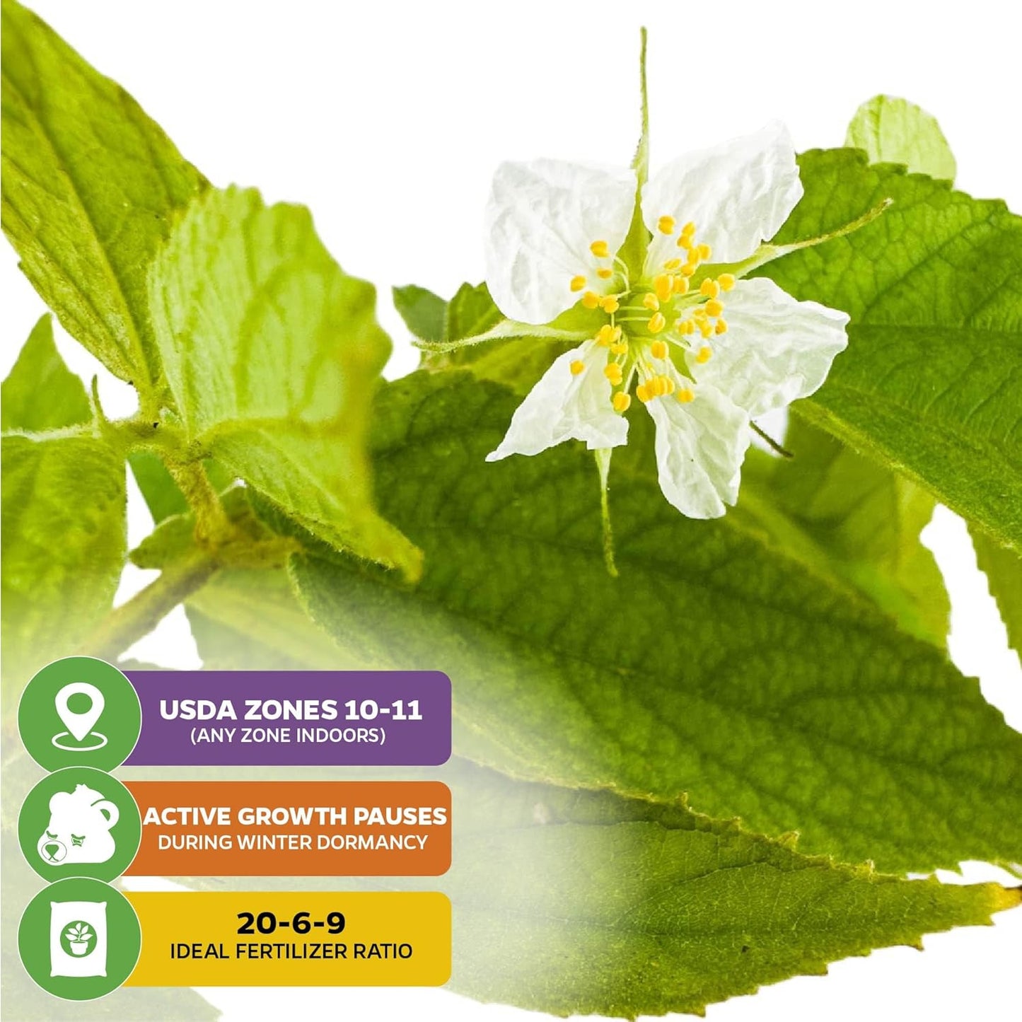 Yellow Jamaican Cherry Tree - Muntingia calabura by Wellspring Gardens - Vibrant, Hardy, Ornamental, Sustainable, Easy-Care, Sweet-Fruited, Edible-Cherry, Backyard-Beauty - Starter Plant