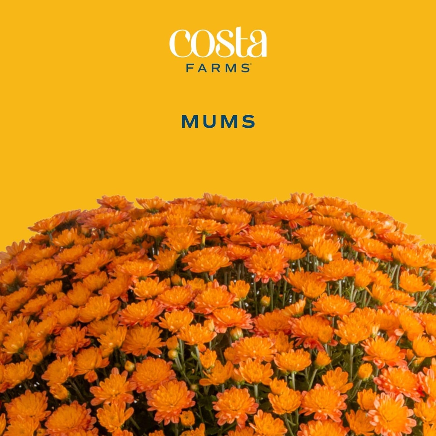 Costa Farms Live Flowering Orange Mums (Pack of 4), Mini Chrysanthemum Houseplant, Full Bloom Plant Delivery, Potted in Grower Pot, 11-Inches Tall