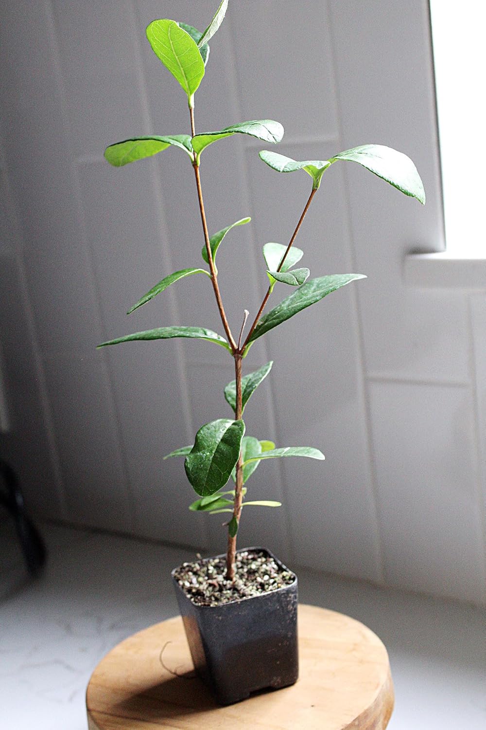MYSHELFIE Pineapple Guava Starter Plant 5-6 inches, 2 inch Pot, Tropical Evergreen Shrub Edible Fruit Garden Purple Flowering Landscaping Live Vine Starter (3)
