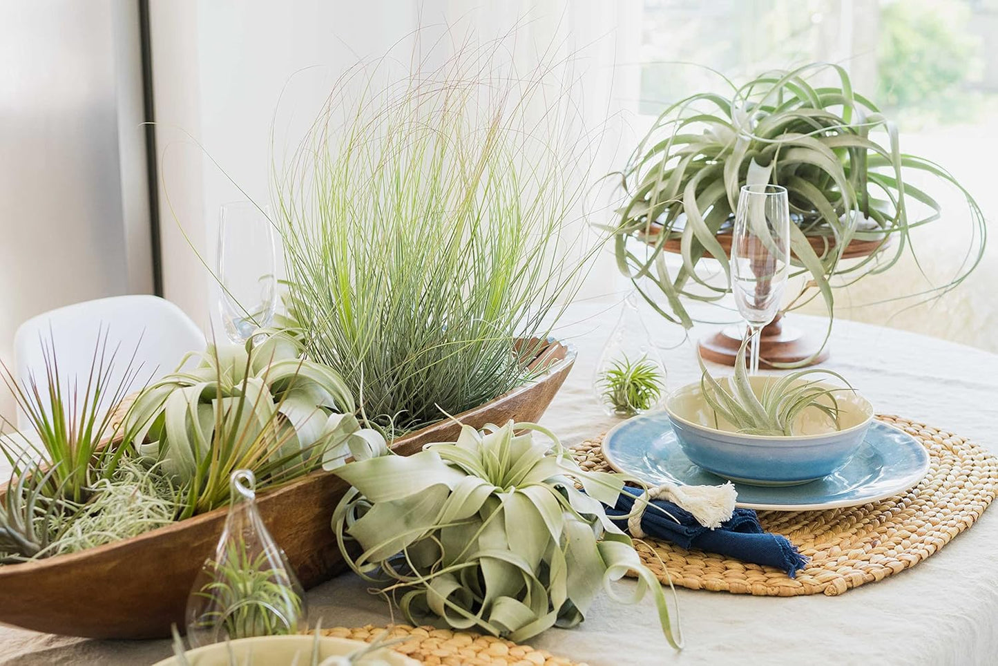 Air Plant Shop 20 Pack Tillandsia Air Plant Grab Bag of Premium Medium & Large Plants- Wholesale and Bulk - Succulents - Live Tillandsia - Easy Care Indoor and Outdoor House Plants