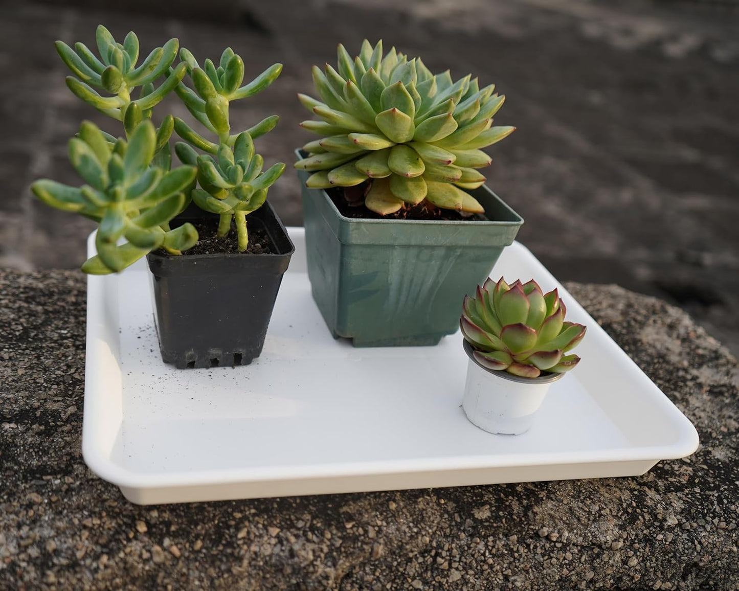 Plant Saucer Growing Tray, Seed Starter Tray Rectangular, Heavy Sturdy Plastic Plant Saucers Drainage Trays, Plant Drip Trays for Pots, Seed Starter Growing Pots (11 x 9 inch, 2 Pack)
