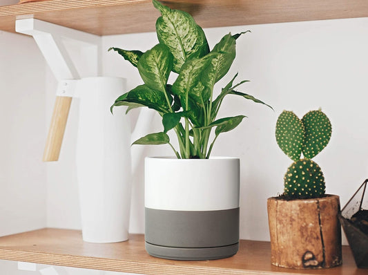 D'vine Dev Set of 2 Plants Pots, 6 Inch Ceramic Planter Pot for Plants with Drainage Hole and Saucer, White/Speckled Grey, 94-V-C-6