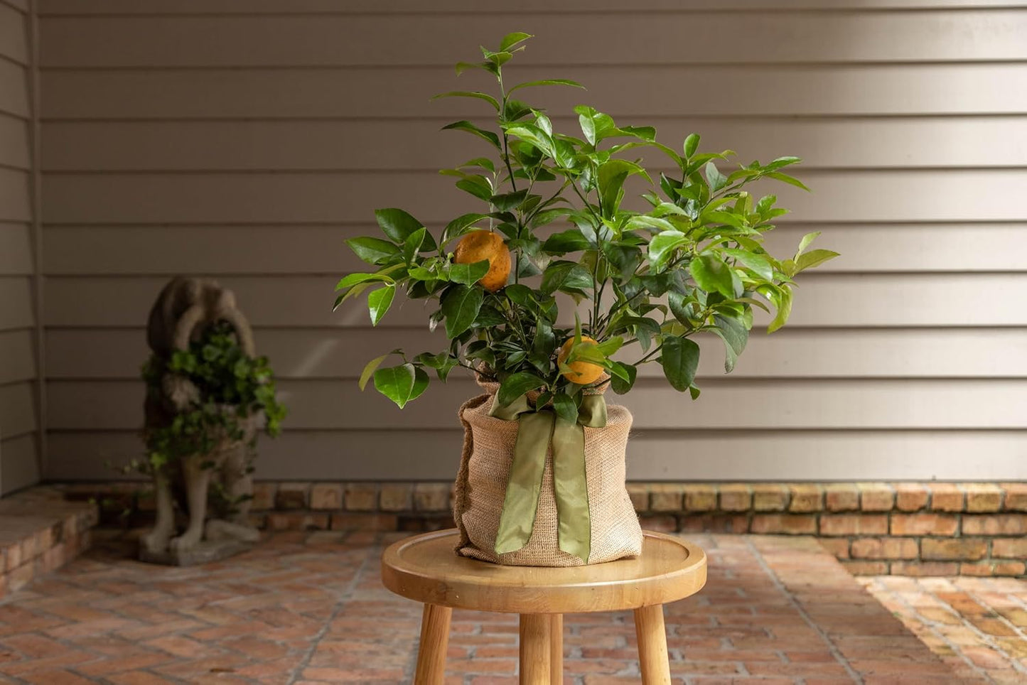 Sympathy Gift Meyer Lemon Tree, Live Fruit Tree That Bears Juicy, Sweet Lemons, Living Memorial Gift, Thoughtful Remembrance Keepsake by The Magnolia Company, No Ship to TX, LA, AZ, AL, CA