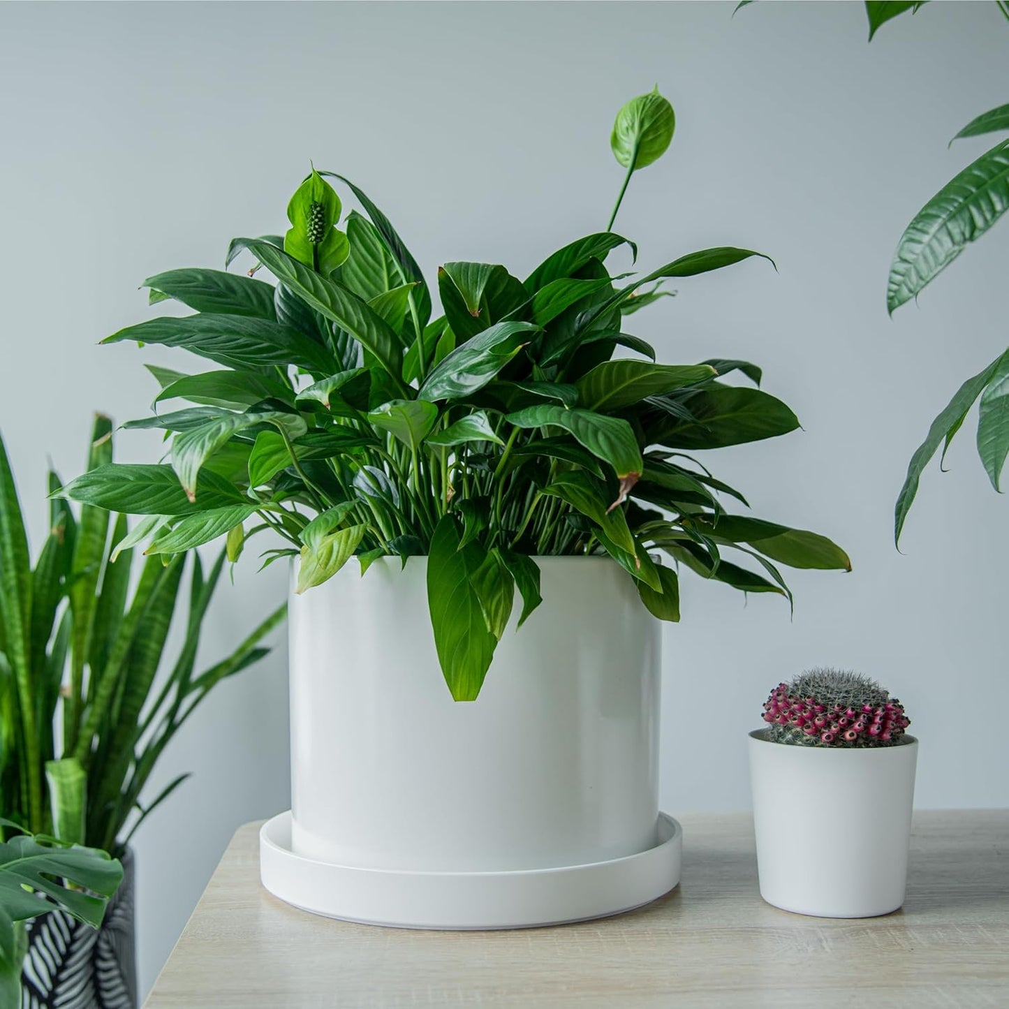 Phoenix Vine 12 Inch Plastic Plant Saucer Water Drip Tray, Heavy Sturdy Round Plant Drainage Tray for Indoors Outdoor, Matte White, 21-TY-12W-1