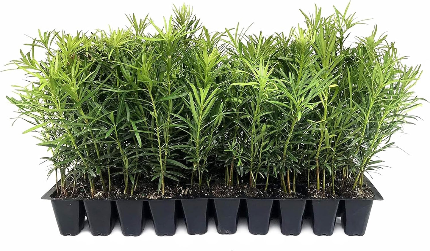 Podocarpus Macrophyllus Japanese Yew | 50 Live Plants | Podocarpus macrophyllus | Privacy Hedge Shrub | Evergreen Landscaping Plants for Gardens & Borders