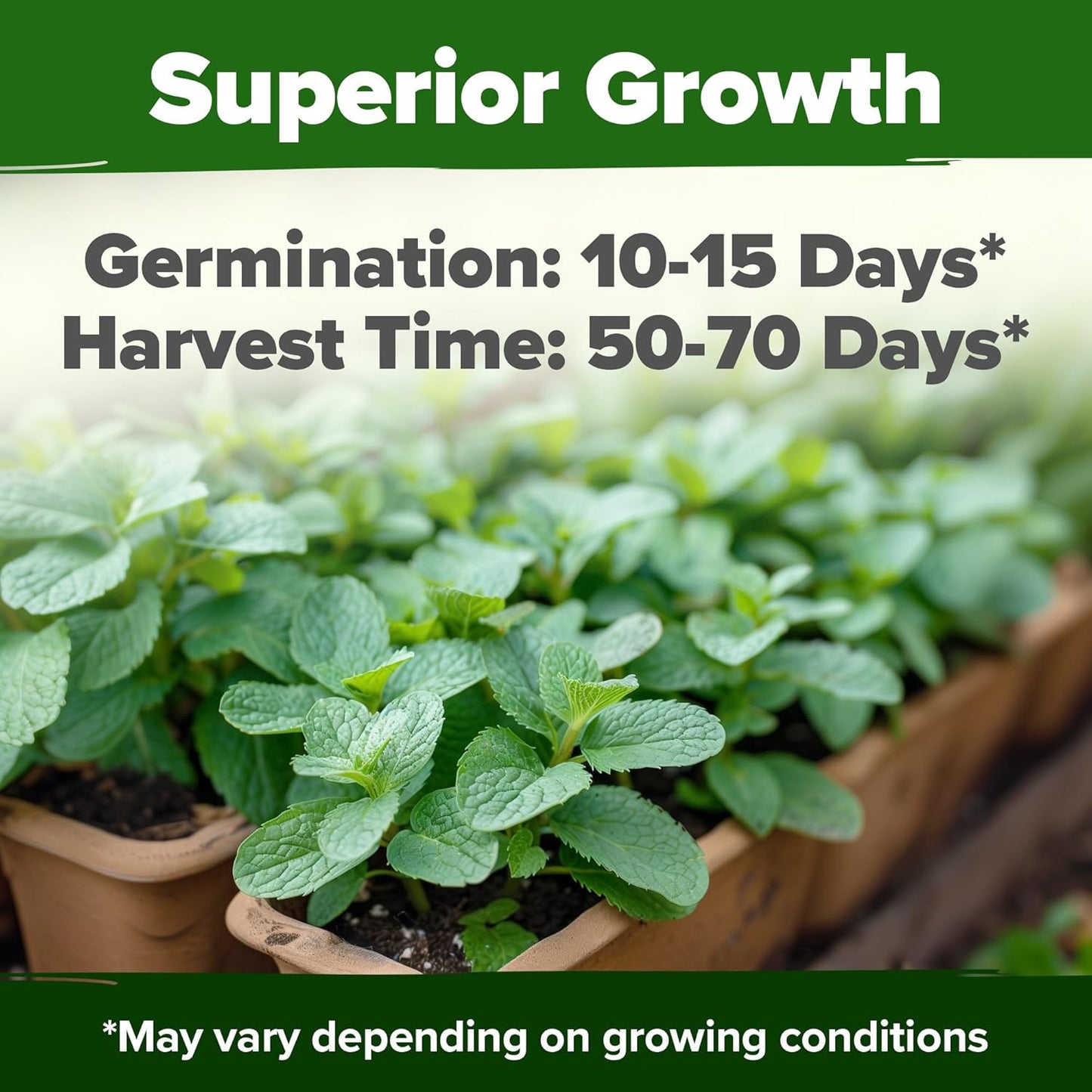 HOME GROWN Premium Common Mint Seeds (Bulk Pack) 3,600 𝗡𝗢𝗡-𝗚𝗠𝗢 𝗨𝗦𝗔 Heirloom Herb Seeds, USA Sourced | Ideal for Planting Outdoors or Indoors for a Fresh Mint Tea Garden (Mentha spp)