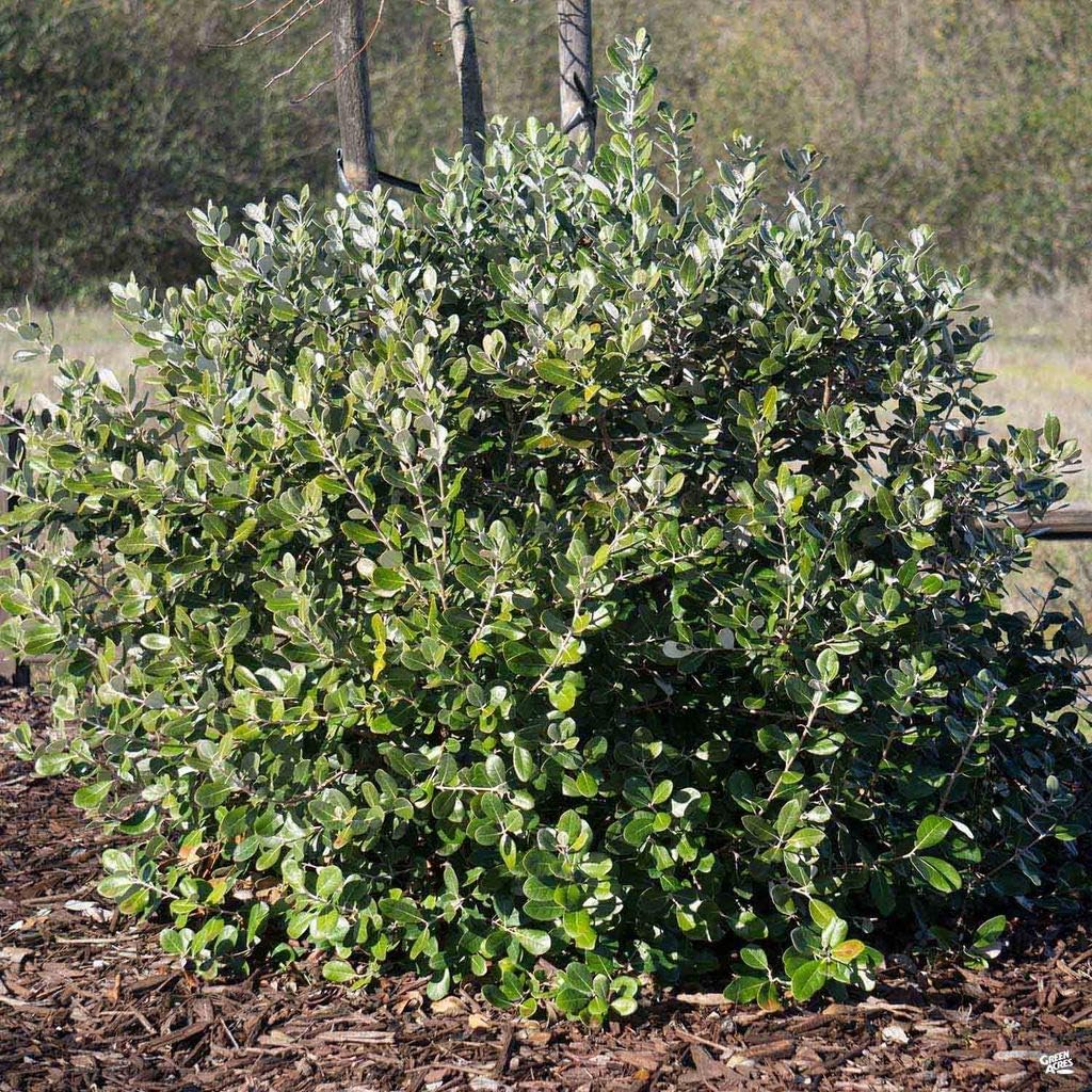 Pineapple Guava Plant - 3 Live 4 Inch Plants - Feijoa Sellowiana - Edible Flowers and Fruit