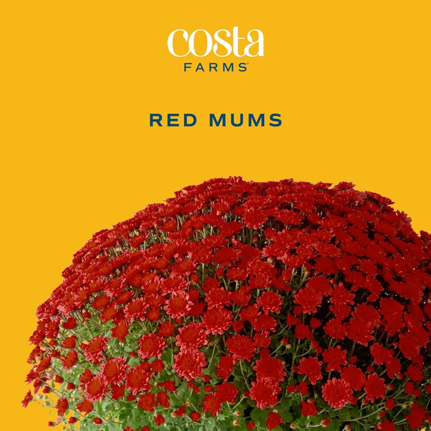 Costa Farms Live Plants – Fall Mums 2-Pack (Red) in Grow Pots | 3 Qt. Seasonal Houseplants & Outdoor Flowers for Porch, Patio, or Garden | Ships in Bud Form for Longer Bloom