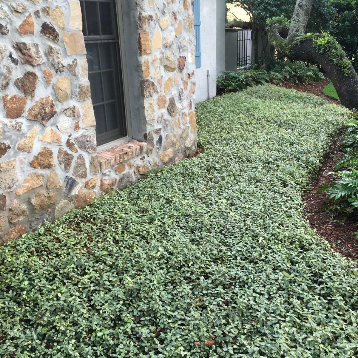 Jasmine Asiatic Variegated Plants | 1 Live 4 Inch Pot | Trachelospermum Asiaticum 'Variegata' | Fragrant Ground Cover | Evergreen Vine