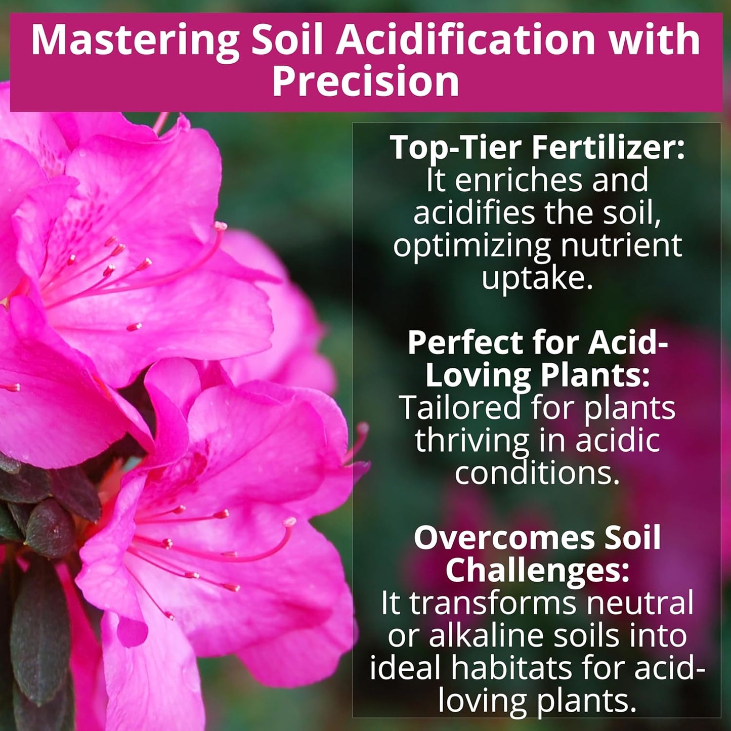 8-4-8 Acidic Fertilizer for Azaleas, Camellias (Camelia), Hydrangeas, Blueberries, Gardenias, Magnolia Trees, Evergreens, and Rhododendrons - Ideal Iron-Rich Plant Food (2 QUARTS)