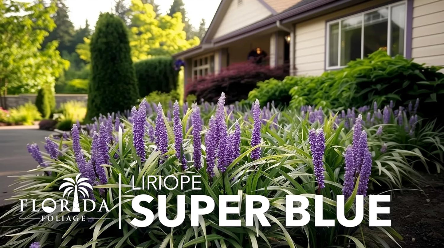 Super Blue | 40 Live Plants | Liriope Muscari | Ground Cover Plant, Ornamental Grass, Drought Tolerant, Low Maintenance, Evergreen Foliage, Purple Flower Spikes, Shade Garden Favorite, Easy to Grow