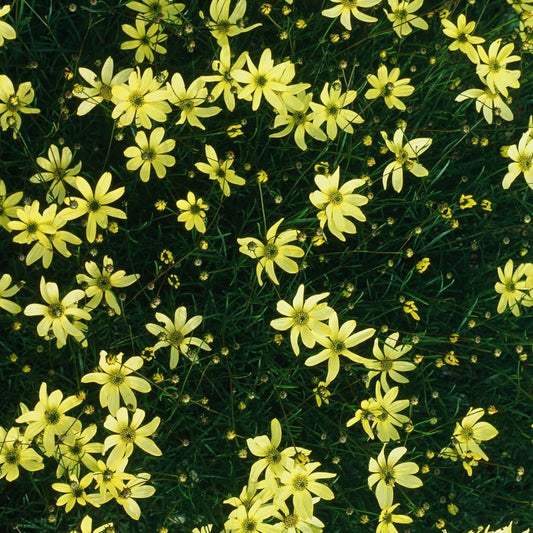 Clovers Garden Coreopsis Moonbeam (Tickseed) Plants – Two (2) Live Plants – Non-GMO - Not Seeds - Each 4" to 8" Tall – in 4" Inch Pots – Hardy Flowering Perennial, Pollinator Favorite