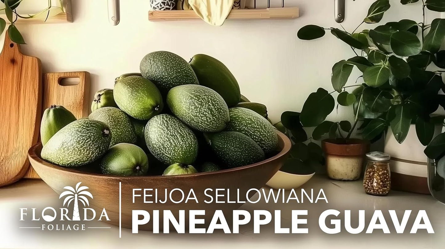 Pineapple Guava - 40 Live Plants - Feijoa Sellowiana - Edible Fruit and Flowering Foliage