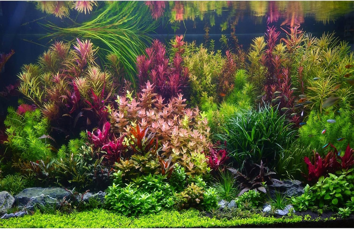 Aquarium Background Various Vivid Fresh Underwater Aquatic Plant Fish Tank Aquarium Backdrop Stone River Bed and Lake Fish Terrarium Background Decor Vinyl 48x24in
