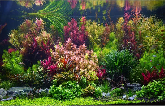 Aquarium Background Various Vivid Fresh Underwater Aquatic Plant Fish Tank Aquarium Backdrop Stone River Bed and Lake Fish Terrarium Background Decor Vinyl 48x20in