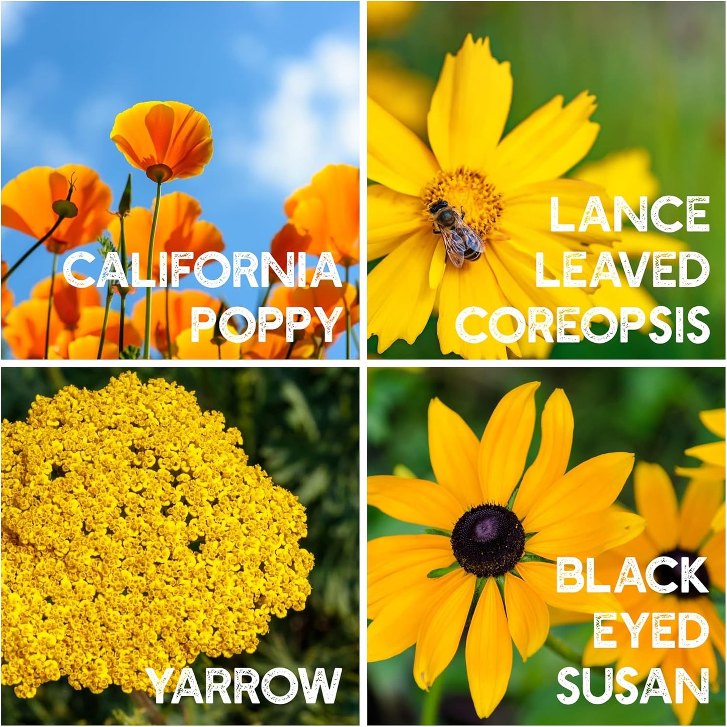 Wildflower Seeds Bulk - Meadow Wildflower Seed Mix, 5 Lbs Bulk, Annual & Perennial Wildflowers Seeds for Planting, Wild Flower & Grass Garden Mixture, Mountain Valley Seed Company