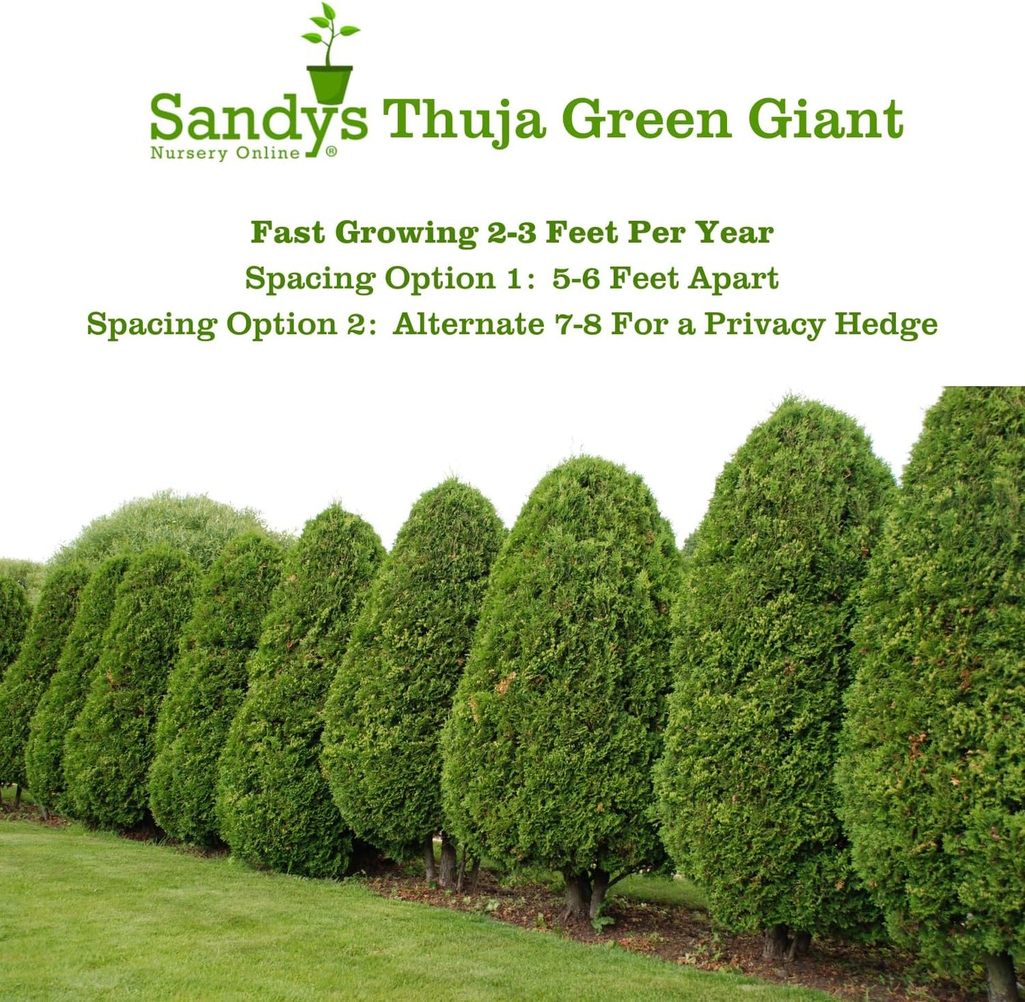 Thuja Green Giant Arborvitae Lot of 20, 3 Inch Pot