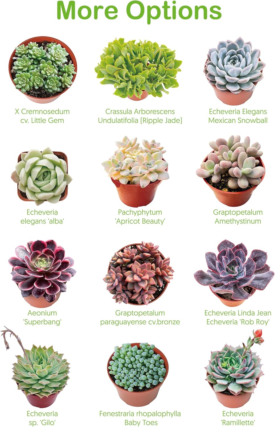 4-inch Succulent Echeveria agavoides 'Lipstick', Live Succulents Plants Fully Rooted in Pots with Soil, Easy-Care House Plants for DIY, Home Office Decoration