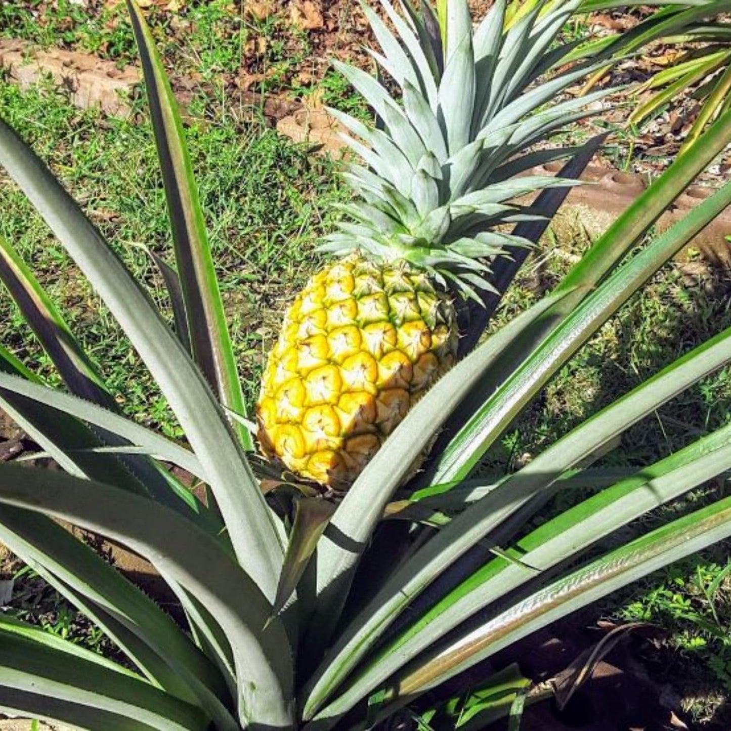 3 Sugarloaf Pineapple Plants Live, 5-9 Inch Tall, Tropical Pineapple Fruit Tree Seedlings for Planting