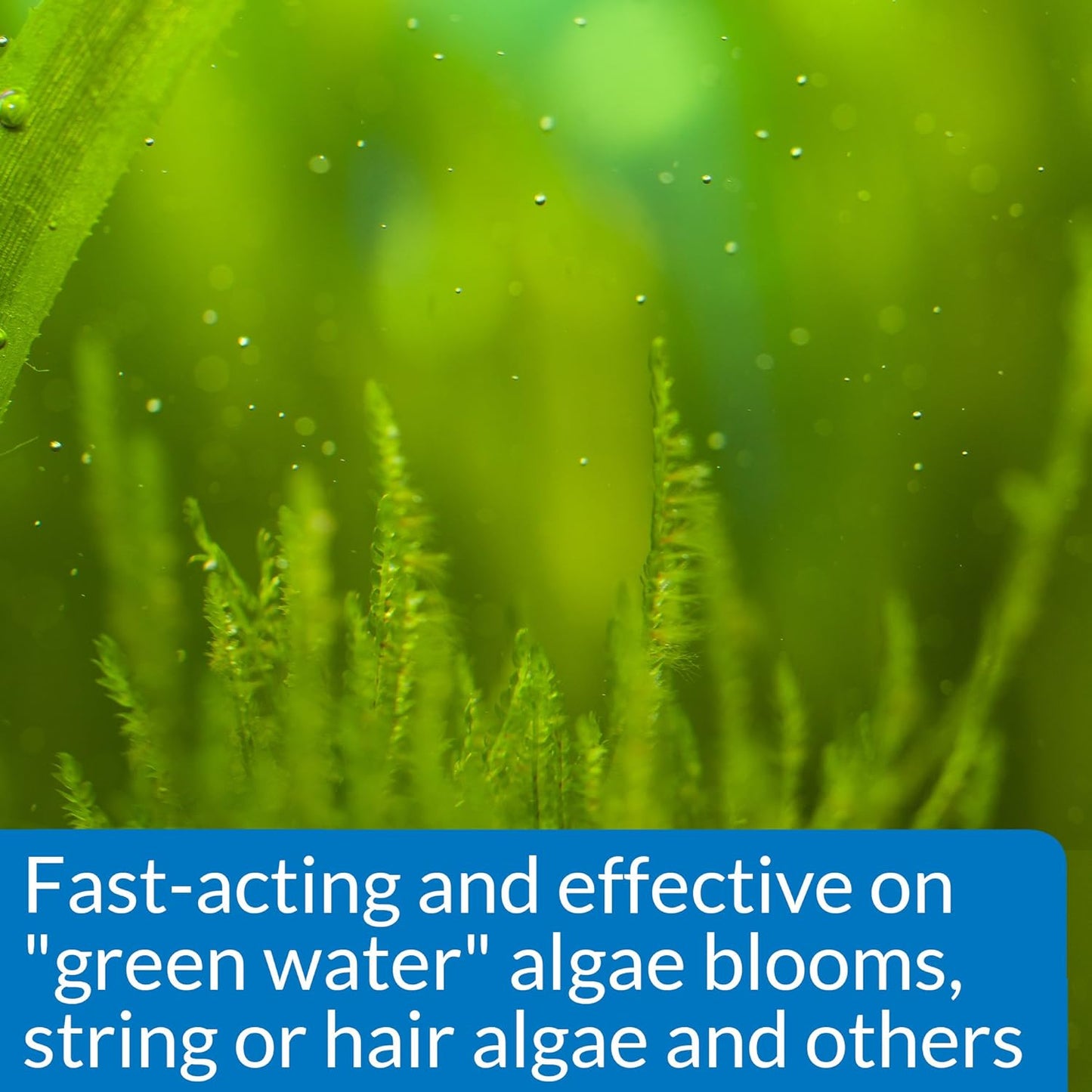 API ALGAEFIX Algae Control 1.25-Ounce Bottle