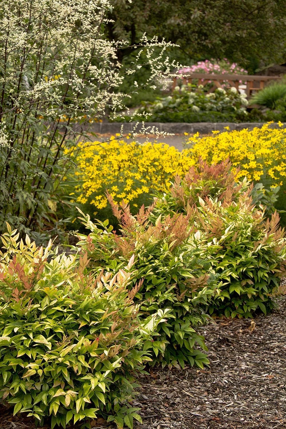 Heavenly Bamboo - Nandina Domestica - 2 Live Gallon Size Plants - Beautiful & Colorful Low Maintenance Foliage