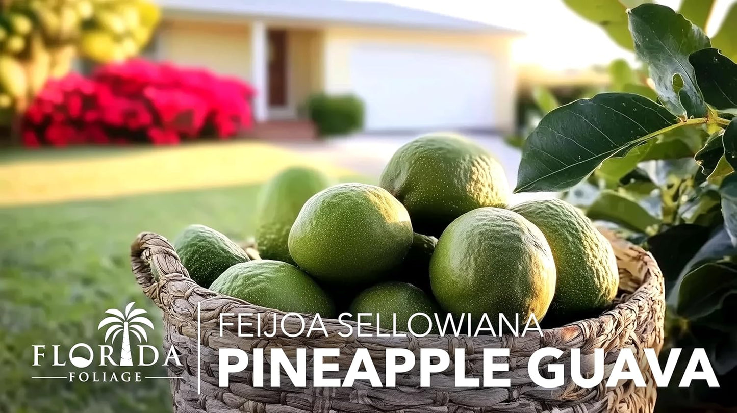 Pineapple Guava - 50 Live Plants - Feijoa Sellowiana - Edible Fruit and Flowering Foliage