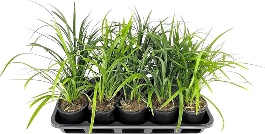 Liriope Super Blue | 3 Live 4 Inch Plants | Liriope muscari 'Super Blue' | Ornamental Ground Cover Plants | Shade-Tolerant Landscaping Perennial