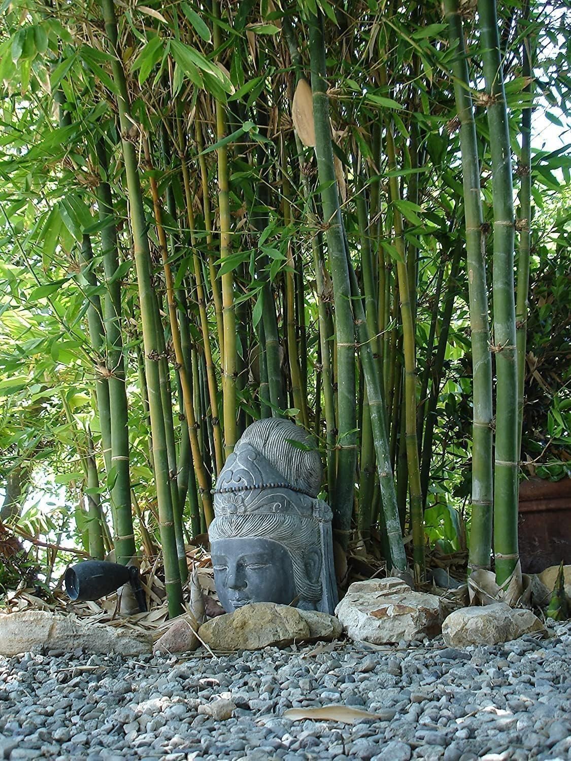 Oldhamii Bamboo | 2 Live Plants | Bambusa Oldhamii | Privacy Screen Bamboo | Fast-Growing Garden Foliage | Tall Decorative Landscape Specimen
