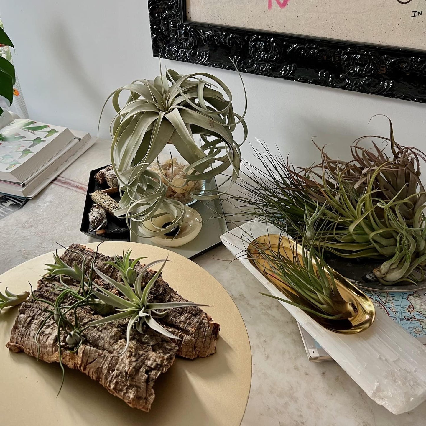 Air Plants - Odin Gift Box - 5ct - Live Arrival Guaranteed - House Plants for Home Decor & Gift