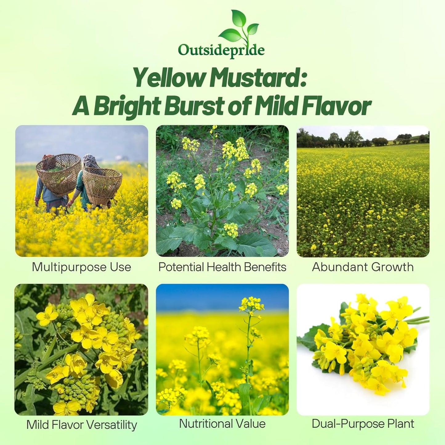 Outsidepride Yellow Mustard Seeds - 10000 Pcs Nutrient-Rich, Flavorful Annual Microgreen Seeds for Planting, Easy-to-Grow, Ideal for Indoor & Outdoor Cultivation, Soil & Hydroponic Systems