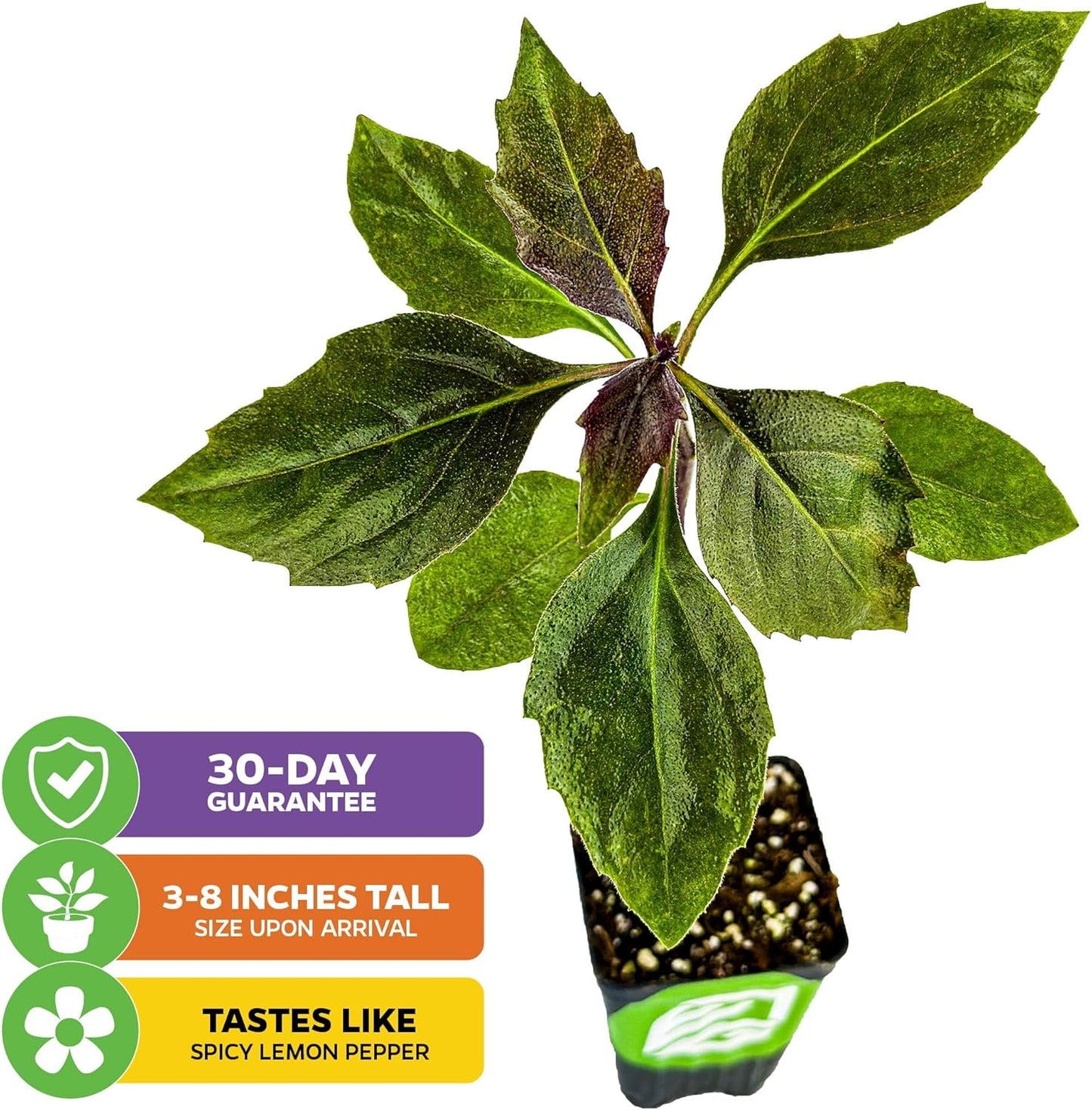 Okinawa Spinach - Gynura crepioides - Wellspring Garden Starter Plant - Easy to Grow Edible Plant - Vegetable Live Plant for Indoor & Outdoor Growing & Planting - Ideal for Home, Backyard & Gardening