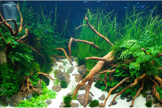 Aquarium Background Various Underwater Grass Plants Aquarium Backdrop Vivid and Fresh Green Aquatic Plants Stone River Bed and Dead Wood Yellow Stone Fish Tank Background 36x24in